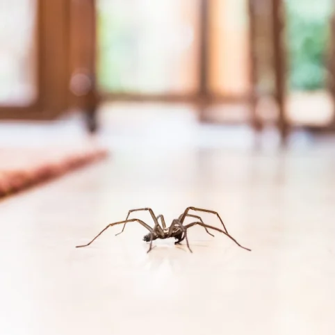 imgi_128_common-house-spider-on-the-floor-in-a-home-royalty-free-image-1568322713