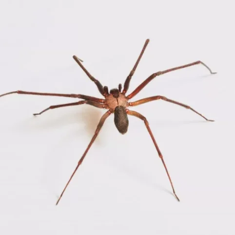 imgi_14_Brown-Recluse-Spider-Bulwark-1024x683