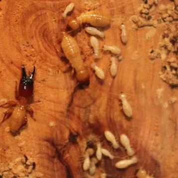 imgi_18_img_termites_bf_large