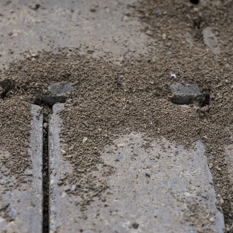 imgi_24_pavementants