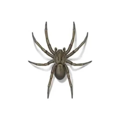 imgi_2_wolf-spider-1