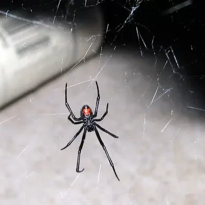 imgi_31_Black-Widow-Spider-Bulwark