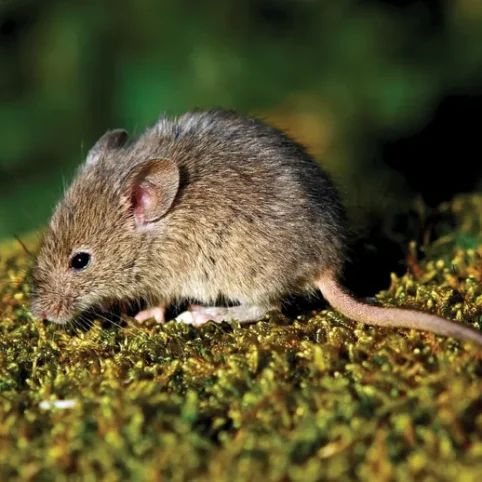 imgi_5_dreamstime_11708972_-_house_mouse_fmt
