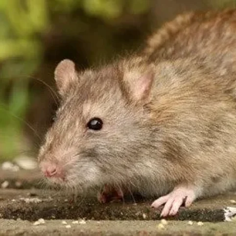 imgi_5_norway-rat