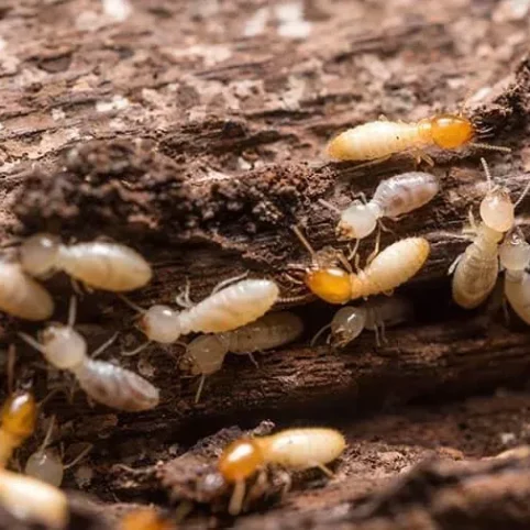 imgi_5_termites-colorado-springs