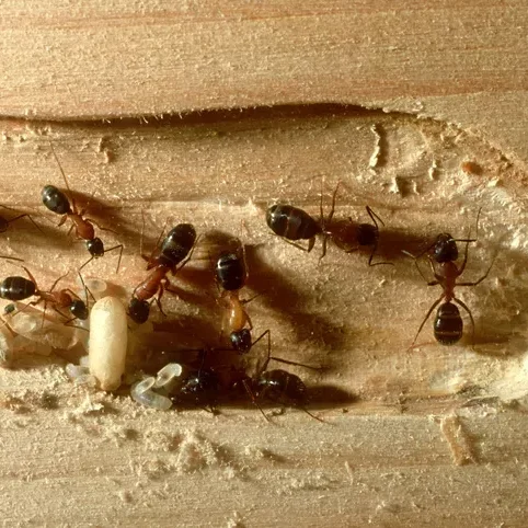 imgi_6_carpenter-ants--camponotus-laevigatus--impact-on-wood--san-f-rancisco--ca--usa-----126544572-5c3d15e446e0fb0001a1a608